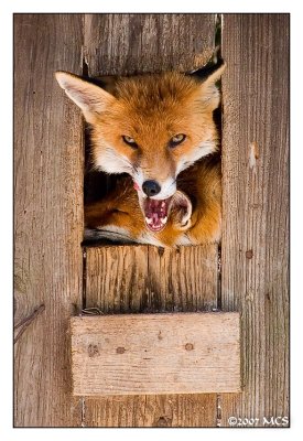 Yawn Fox