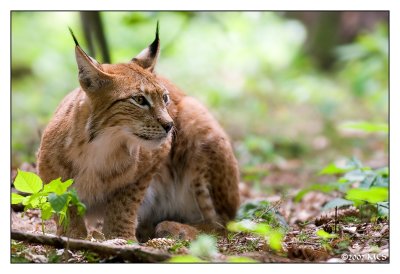 Luchs 4