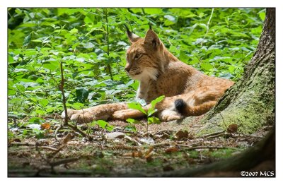 Luchs 5