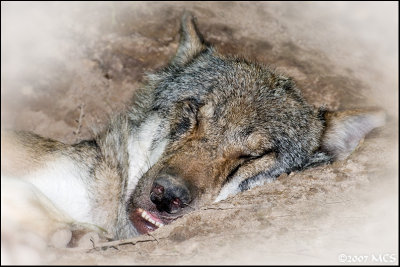 Trumender Wolf