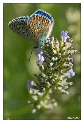 Schmetterling 1