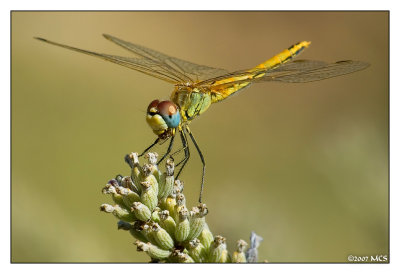 Frhe Heidelibelle 1