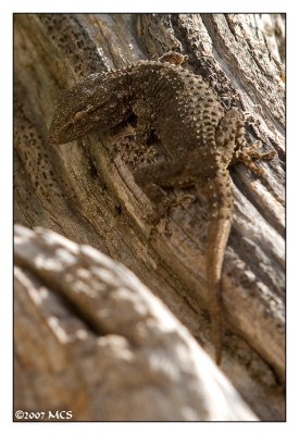 Gecko beim Sonnenbaden
