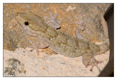 Gecko im Blitzlicht