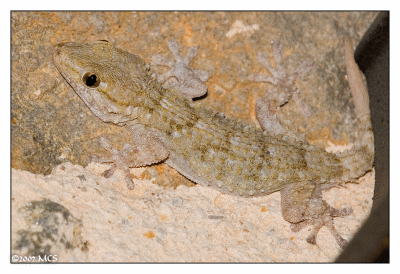 Gecko-Anime