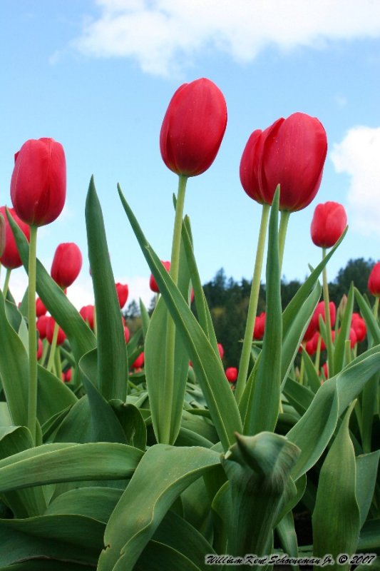 Tall Tulips.jpg