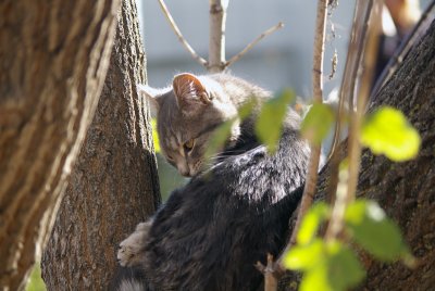 Cat in a Tree