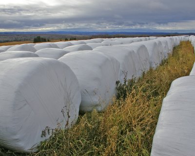 Hay !