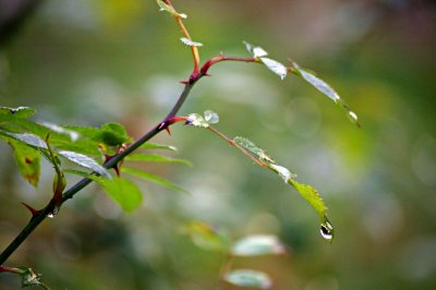 Droplet, Hanging