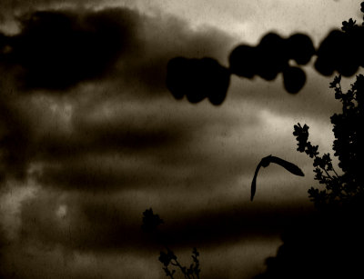 Storm bird
