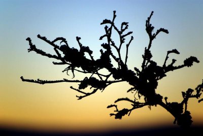 Sunset Silhouette