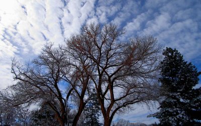 Stark Winter Sky