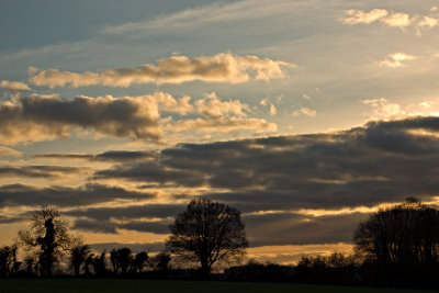 Winter trees at evening