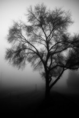 First place - nnmo  - Foggy Tree