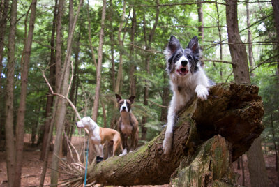 Dogs on a Log