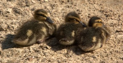 Dirty Ducklings