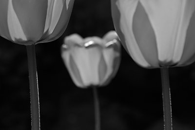 12. Tulips