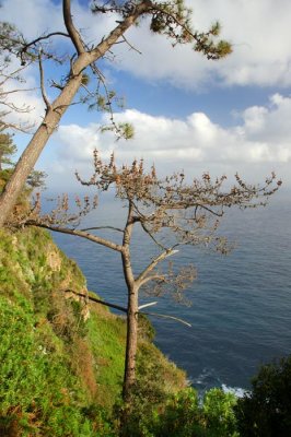 Madeira, Santana