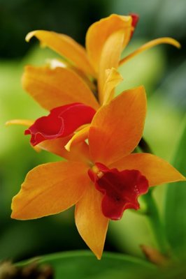 Madeira Orchid Garden