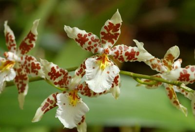 Madeira Orchid Garden