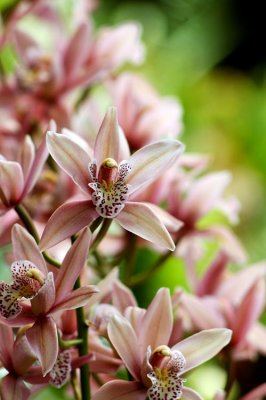 Madeira Orchid Garden