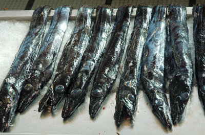 Madeira Espada Black Scabbard Fish Photo Felinda Photos At Pbase Com