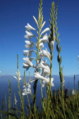 Madeira