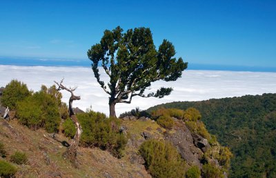 Madeira