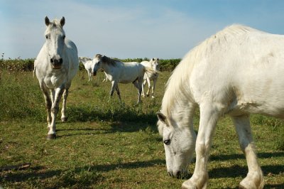 Camargue