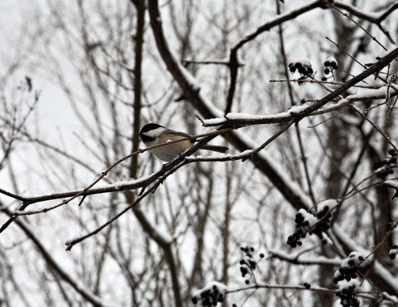 Chickadee