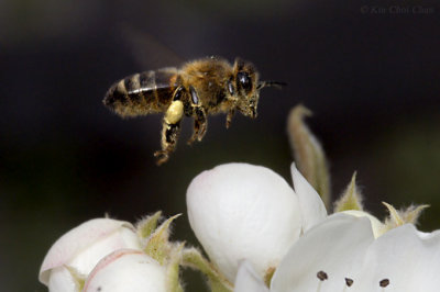 Bee inflight