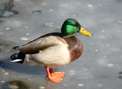 duck.jpg