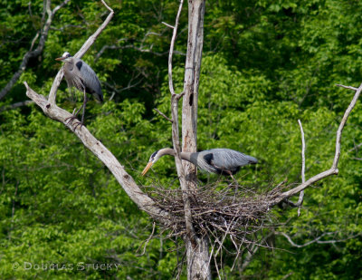 The nest building continues.