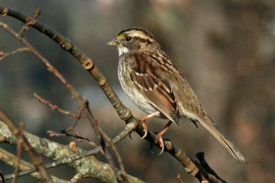IMG_6665cropeditir.jpg