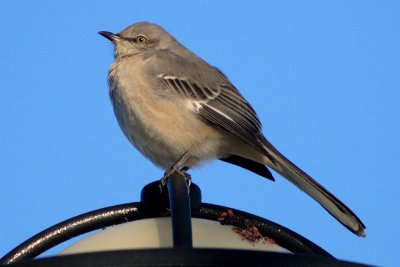 IMG_7312cropeditir.jpg