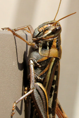 Grasshopper...Image 3 of 8