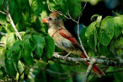 IMG_0655cropeditir.jpg