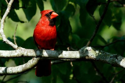 IMG_0623cropeditir.jpg