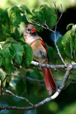 IMG_0660cropeditir.jpg