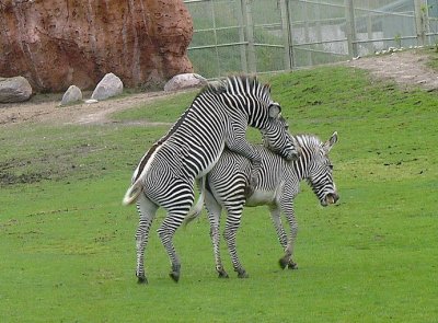 TORONTO  ZOO