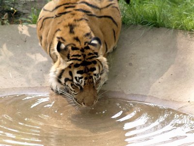Thirsty  Tiger  ( Toronto  Zoo )