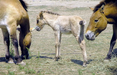 MONGOLIAN  WILD  HORSE.