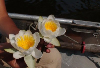 flower from one of the canals in Leiden