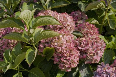 late summer hortensia