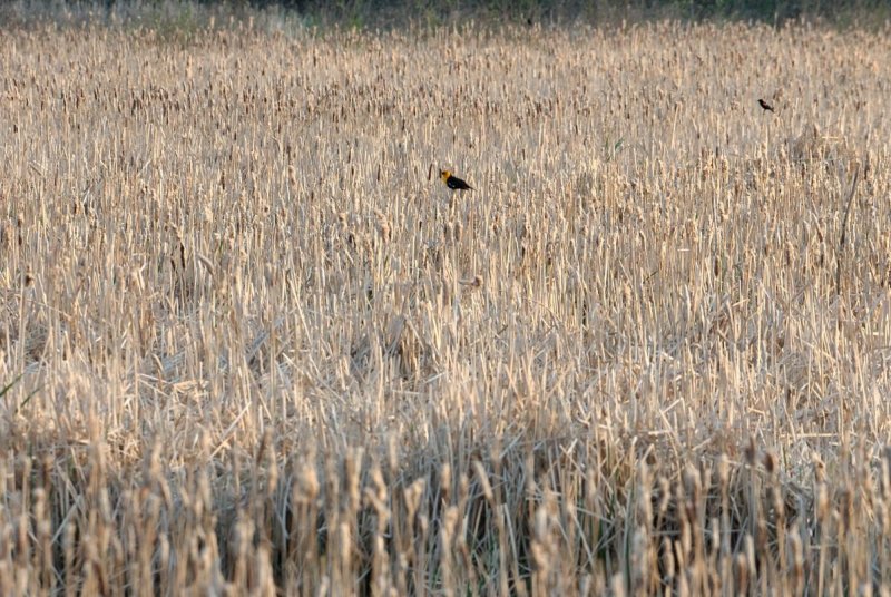 DSC_2026.jpg
