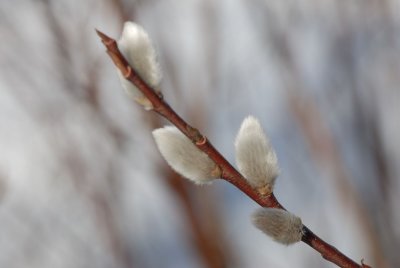 DSC_0101.jpg
