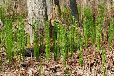 Ferns