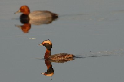 Grebes