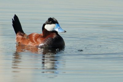 Ruddy Ducks