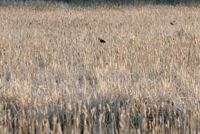 DSC_2026.jpg